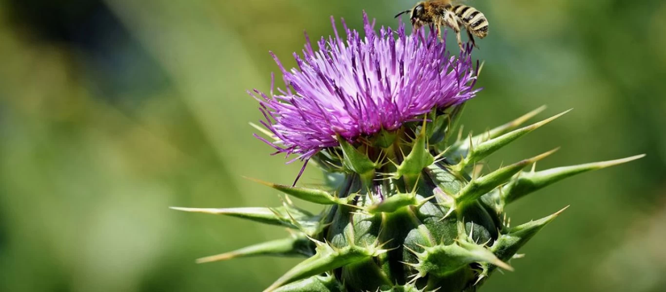 Γαϊδουράγκαθο: Οι «μαγικές» του ιδιότητες για την υγεία μας